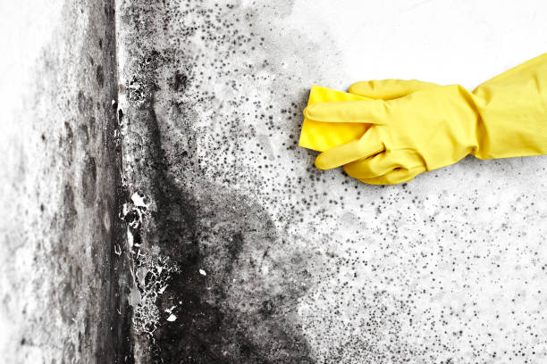 Best Commercial Mold Remediation in Redstone Arsen, AL