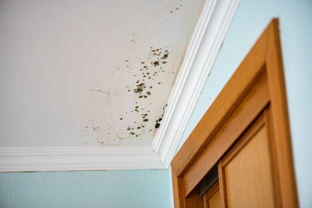 Best Mold Testing and Inspection Services in Redstone Arsen, AL
