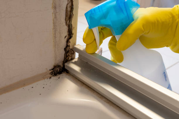 Best Basement Mold Remediation in Redstone Arsen, AL