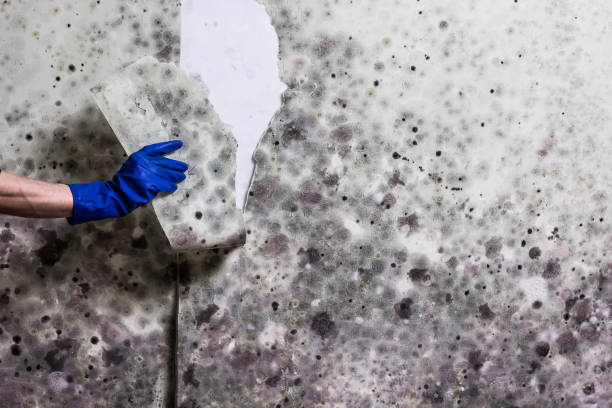 Best Insurance-Related Mold Remediation in Redstone Arsen, AL